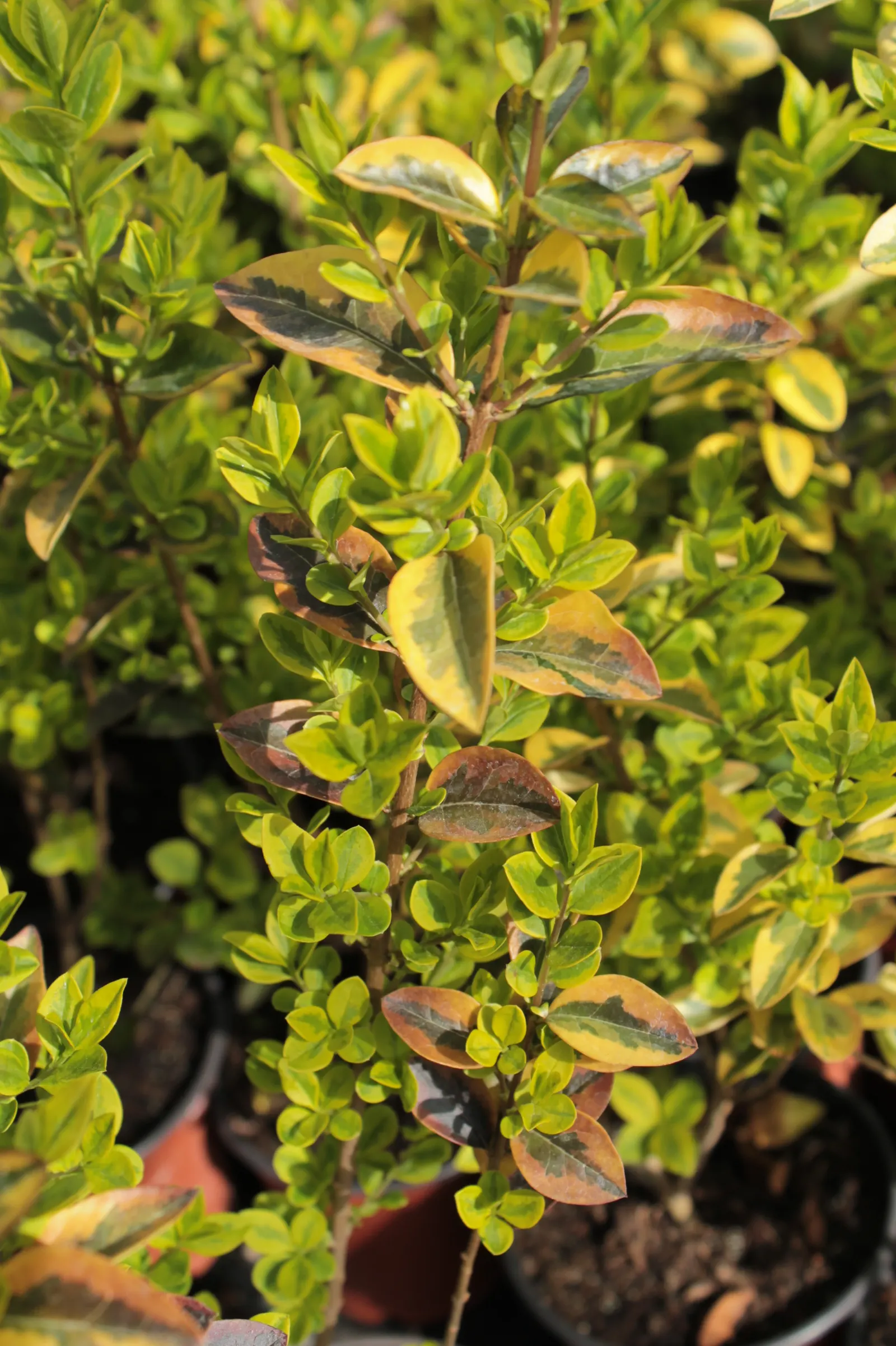 Wintercreeper (Euonymus Fortunei) — Appreciated for its adaptability