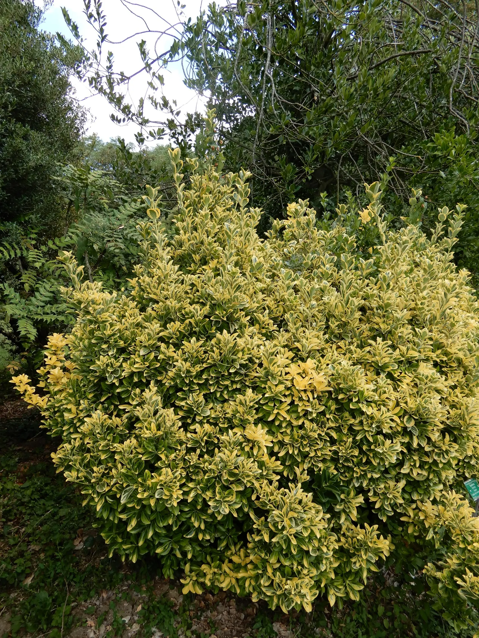Wintercreeper (Euonymus Fortunei) — this plant's growth habits should be considered: it can become invasive if not kept in check