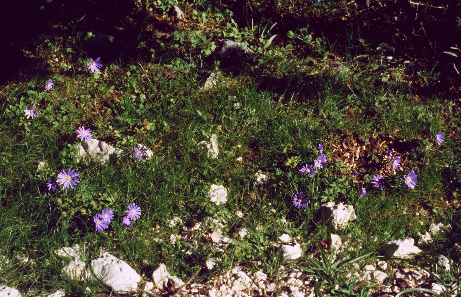 Windflower Or Greek Anemone (Anemone Blanda) — or naturalizing wooded areas; this perennial is renowned for its daisy-like flowers