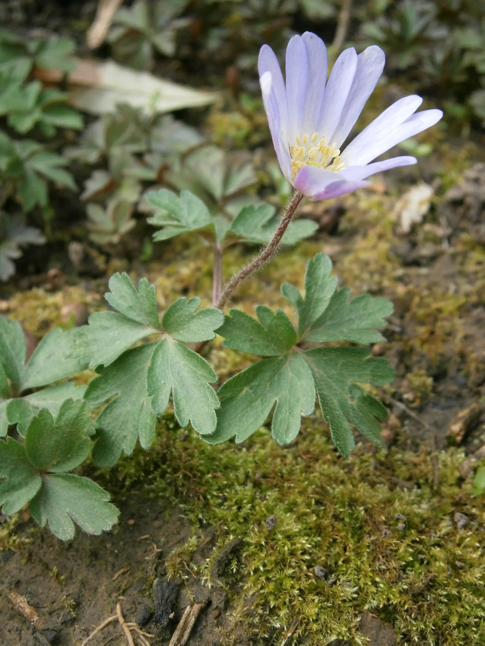 Windflower Or Greek Anemone (Anemone Blanda) — It prefers a mix of light conditions; it creates a lush carpet in spring, image 101