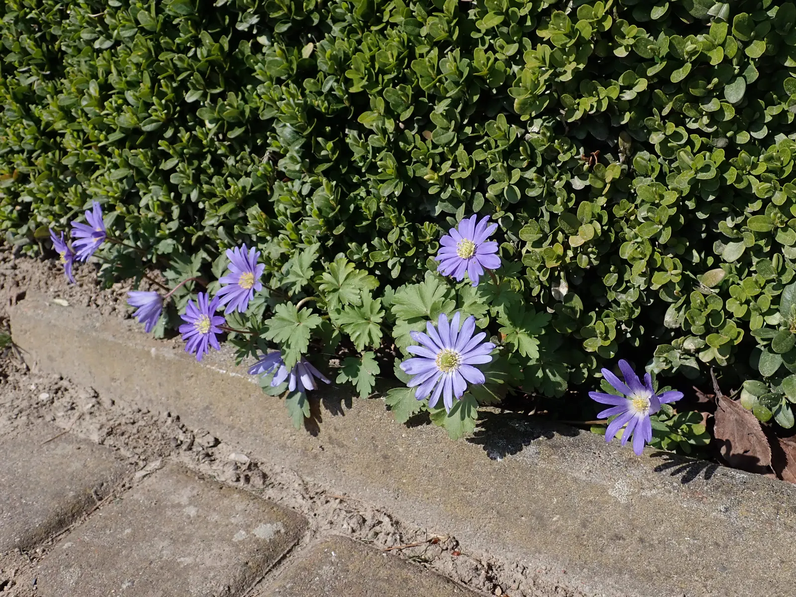 Windflower Or Greek Anemone (Anemone Blanda) — Exhibiting a vibrant display of daisy-like blooms in shades of blue; from full sun to partial shade