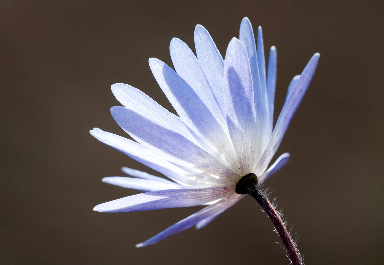 Windflower Or Greek Anemone (Anemone Blanda) — offering a gentle splash of color in early spring