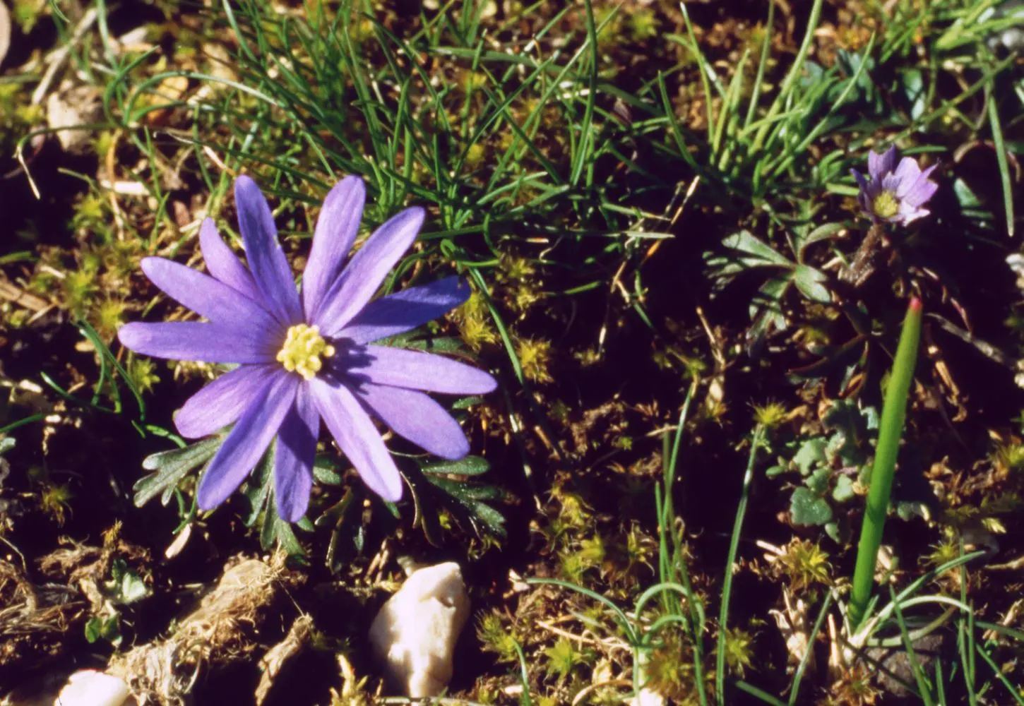 Windflower Or Greek Anemone (Anemone Blanda) — that come in a delightful range of hues including blue; it creates a lush carpet in spring