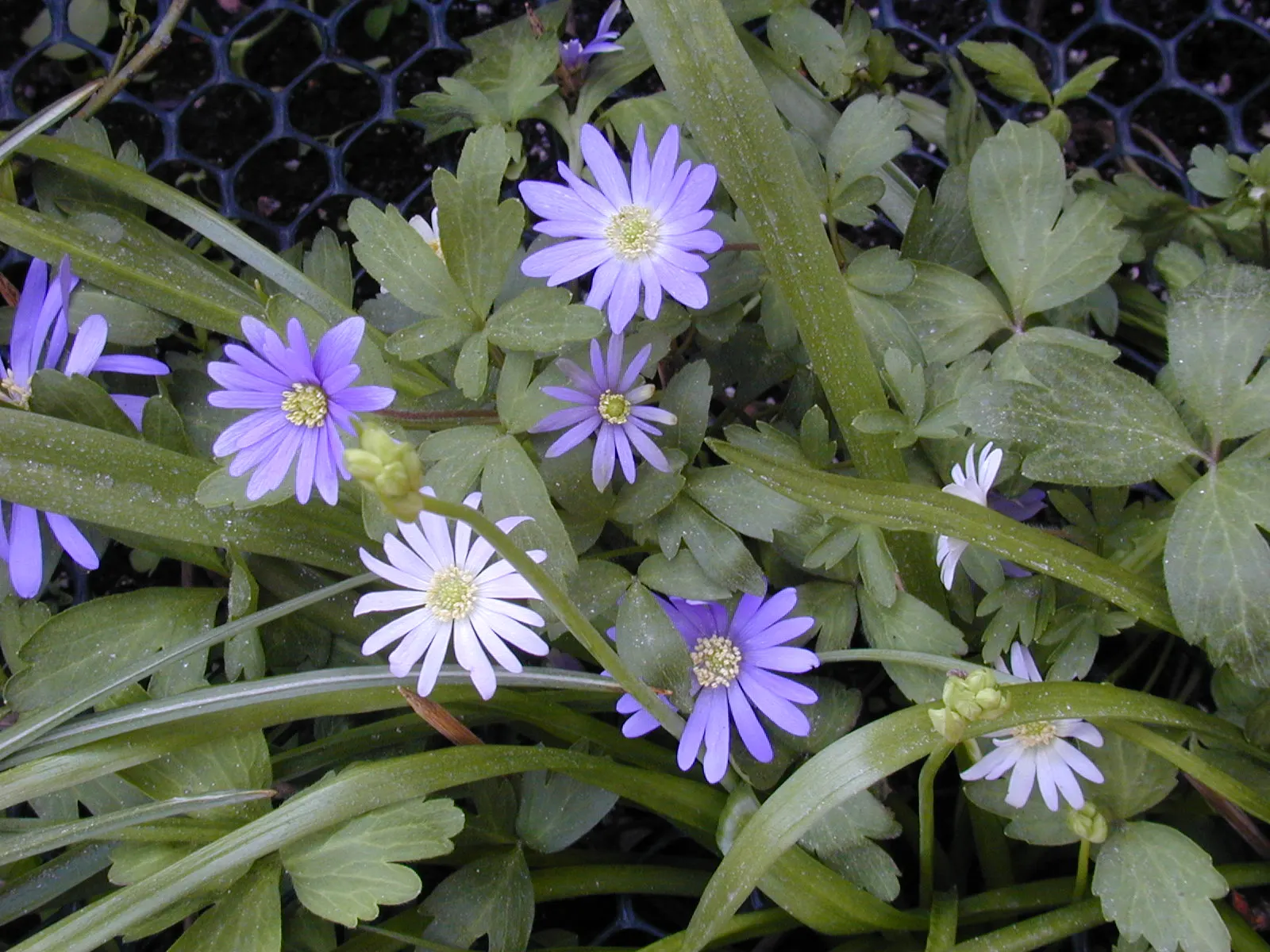 Windflower Or Greek Anemone (Anemone Blanda) — Windflowers complement spring-blooming bulbs like tulips and daffodils