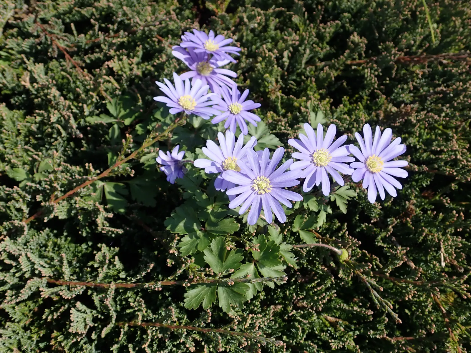 Windflower Or Greek Anemone (Anemone Blanda) — which makes it versatile for various garden spots