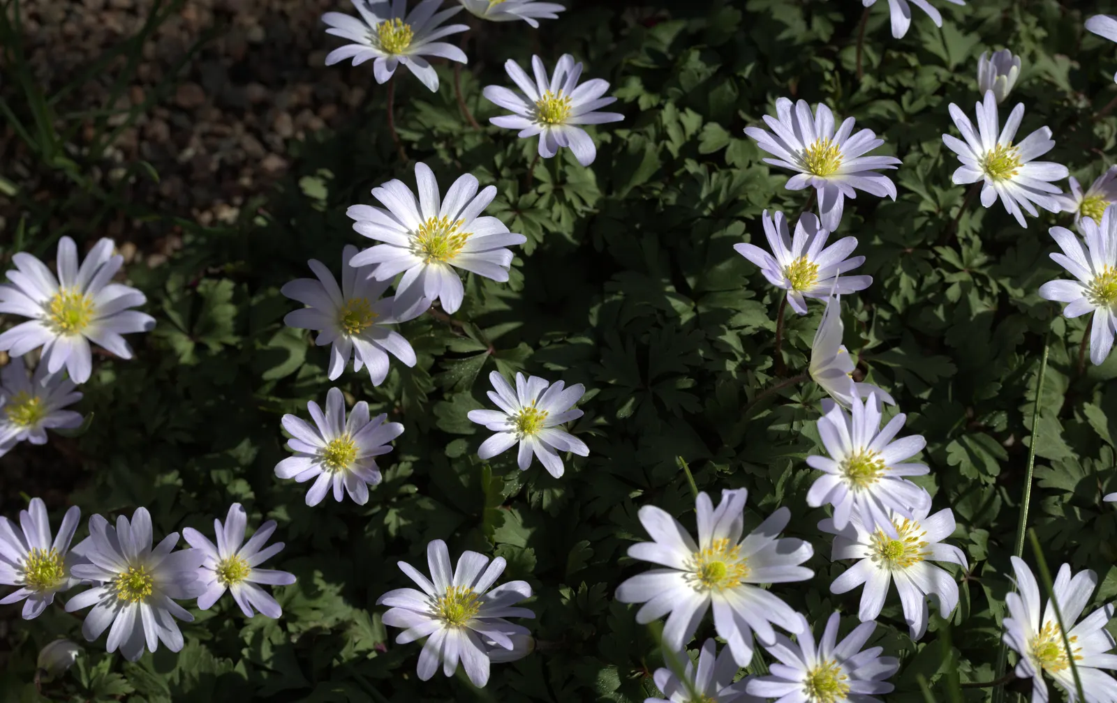 Windflower Or Greek Anemone (Anemone Blanda) — It flourishes in full to partial sun within USDA zones 5-8, preferring well-draining soil; this, image 58