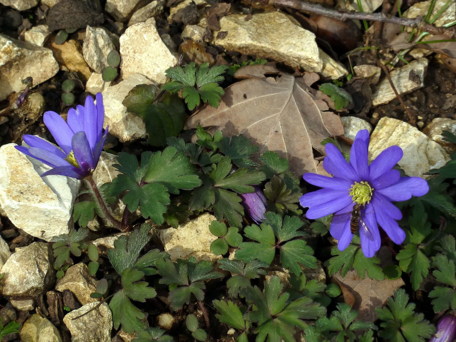 Windflower Or Greek Anemone (Anemone Blanda) — or naturalizing wooded areas; this perennial is renowned for its daisy-like flowers, image 78