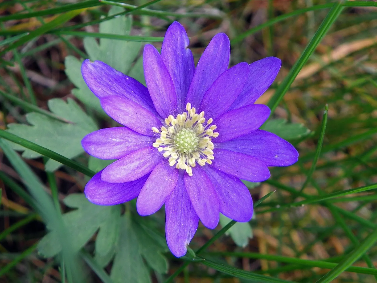 Windflower Or Greek Anemone (Anemone Blanda) — in areas with hotter climates