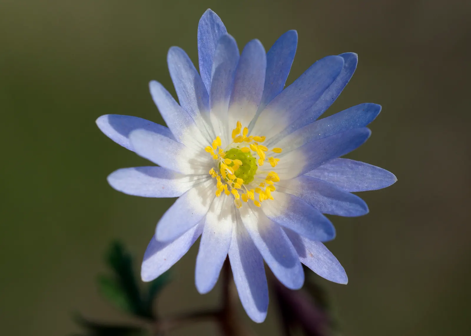 Windflower Or Greek Anemone (Anemone Blanda) — Exhibiting a vibrant display of daisy-like blooms in shades of blue; from full sun to partial shade, image 87
