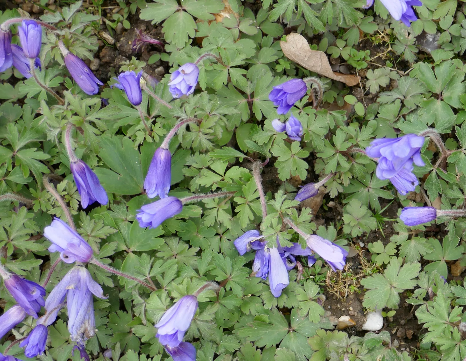 Windflower Or Greek Anemone (Anemone Blanda) — For a striking visual display, plant the tubers about 3 inches apart at a depth of 2 to 3 inches, image 79