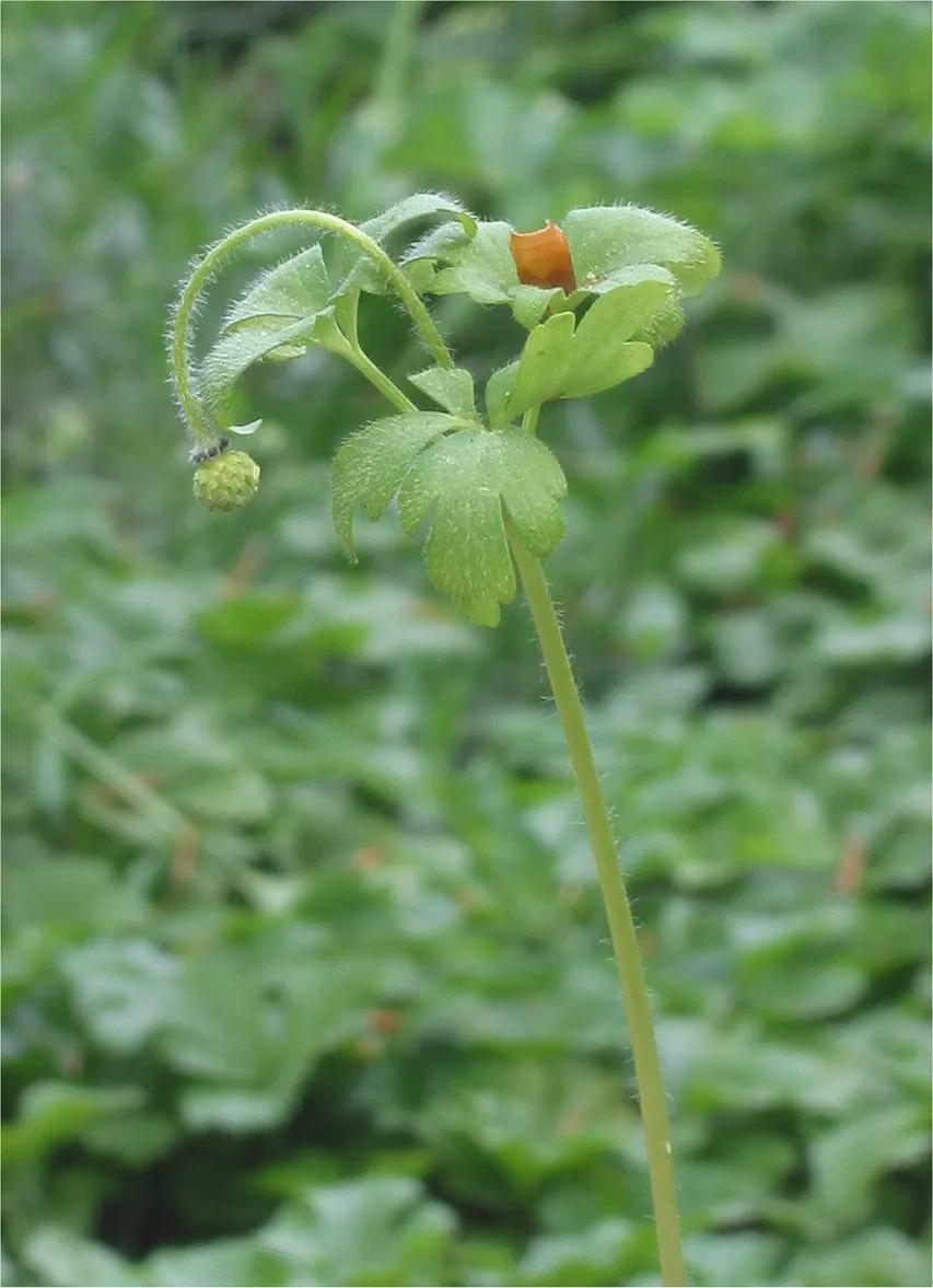 Windflower Or Greek Anemone (Anemone Blanda) — This perennial is renowned for its daisy-like flowers