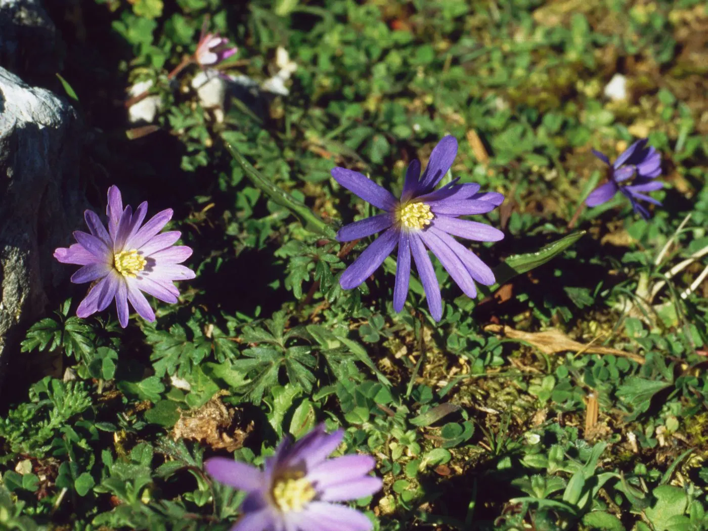 Windflower Or Greek Anemone (Anemone Blanda) — This perennial is renowned for its daisy-like flowers; from full sun to partial shade, image 67