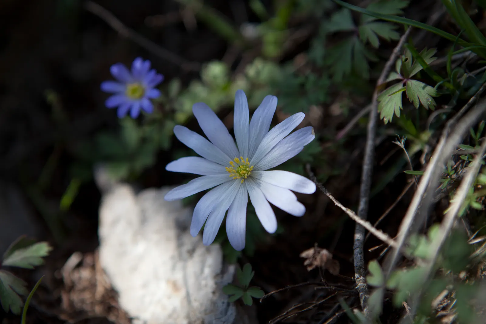 Windflower Or Greek Anemone (Anemone Blanda) — commonly referred to as the Windflower or Greek Anemone; windflowers complement spring-blooming, image 92