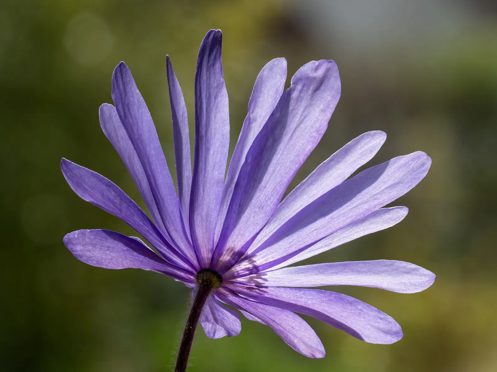 Windflower Or Greek Anemone (Anemone Blanda) — that come in a delightful range of hues including blue; it creates a lush carpet in spring, image 69