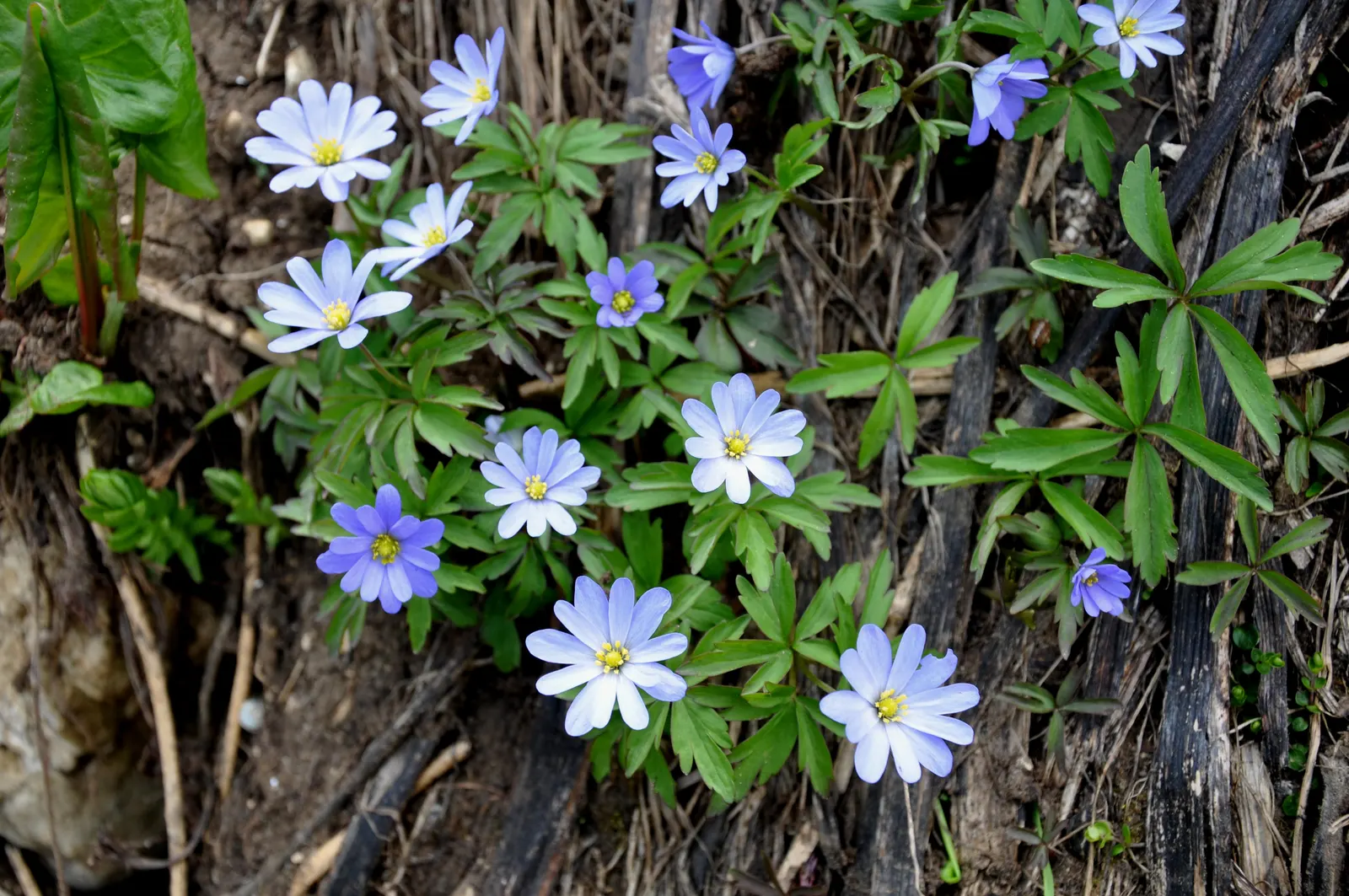 Windflower Or Greek Anemone (Anemone Blanda) — perennial for full or half or shade; windflowers complement spring-blooming bulbs like tulips and, image 84
