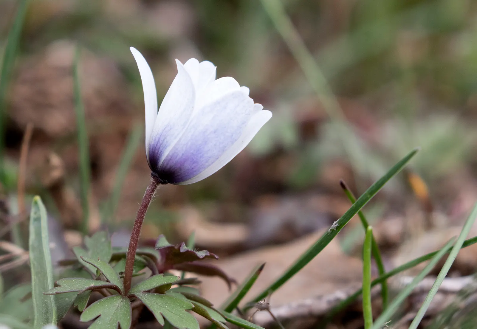 Windflower Or Greek Anemone (Anemone Blanda) — usually measuring 1 to 2 inches across; windflowers complement spring-blooming bulbs like tulips and, image 96
