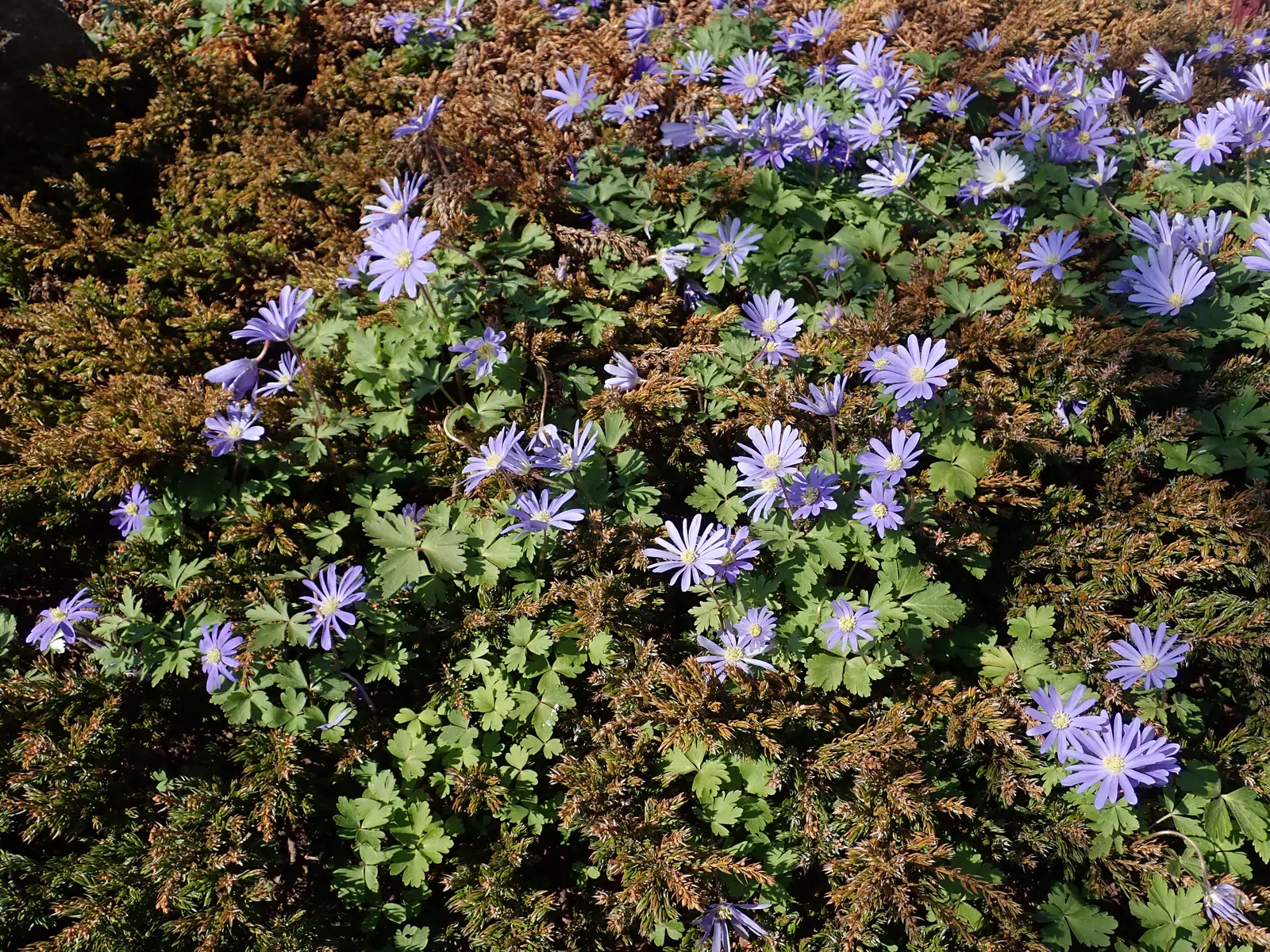 Windflower Or Greek Anemone (Anemone Blanda) — offering a low-maintenance option with moderate drought tolerance; from full sun to partial shade, image 119