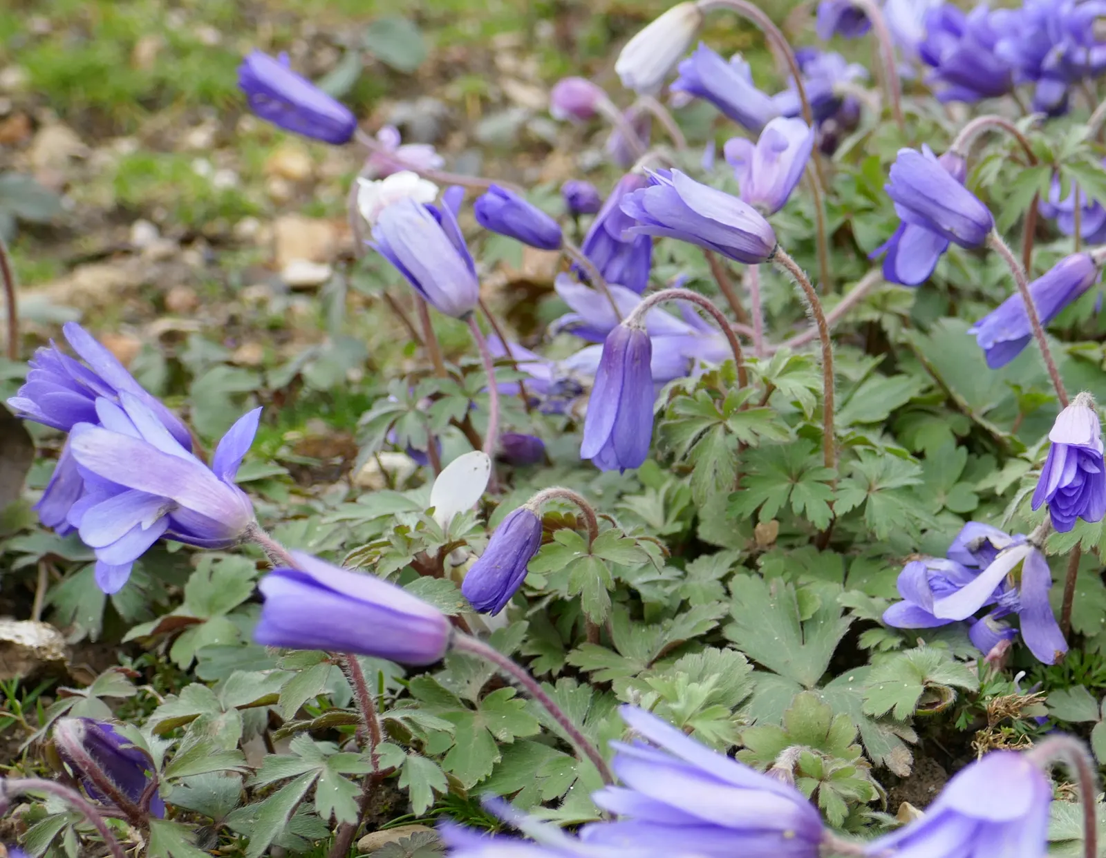 Windflower Or Greek Anemone (Anemone Blanda) — They require little maintenance once established; windflowers complement spring-blooming bulbs like, image 108
