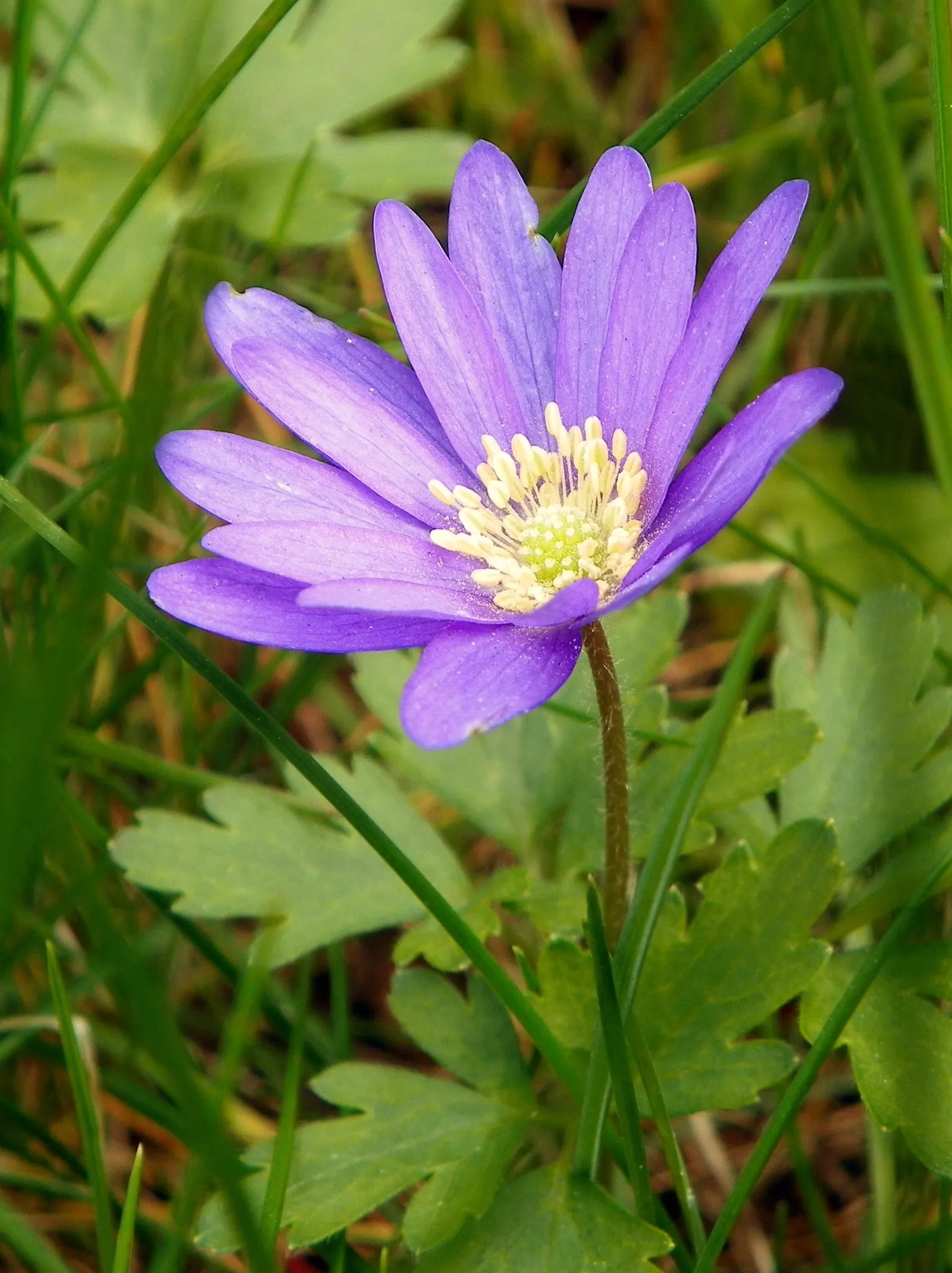 Windflower Or Greek Anemone (Anemone Blanda) — Anemone blanda, the Windflower or Grecian Anemone, is a charming perennial reaching 4-6 inches in height