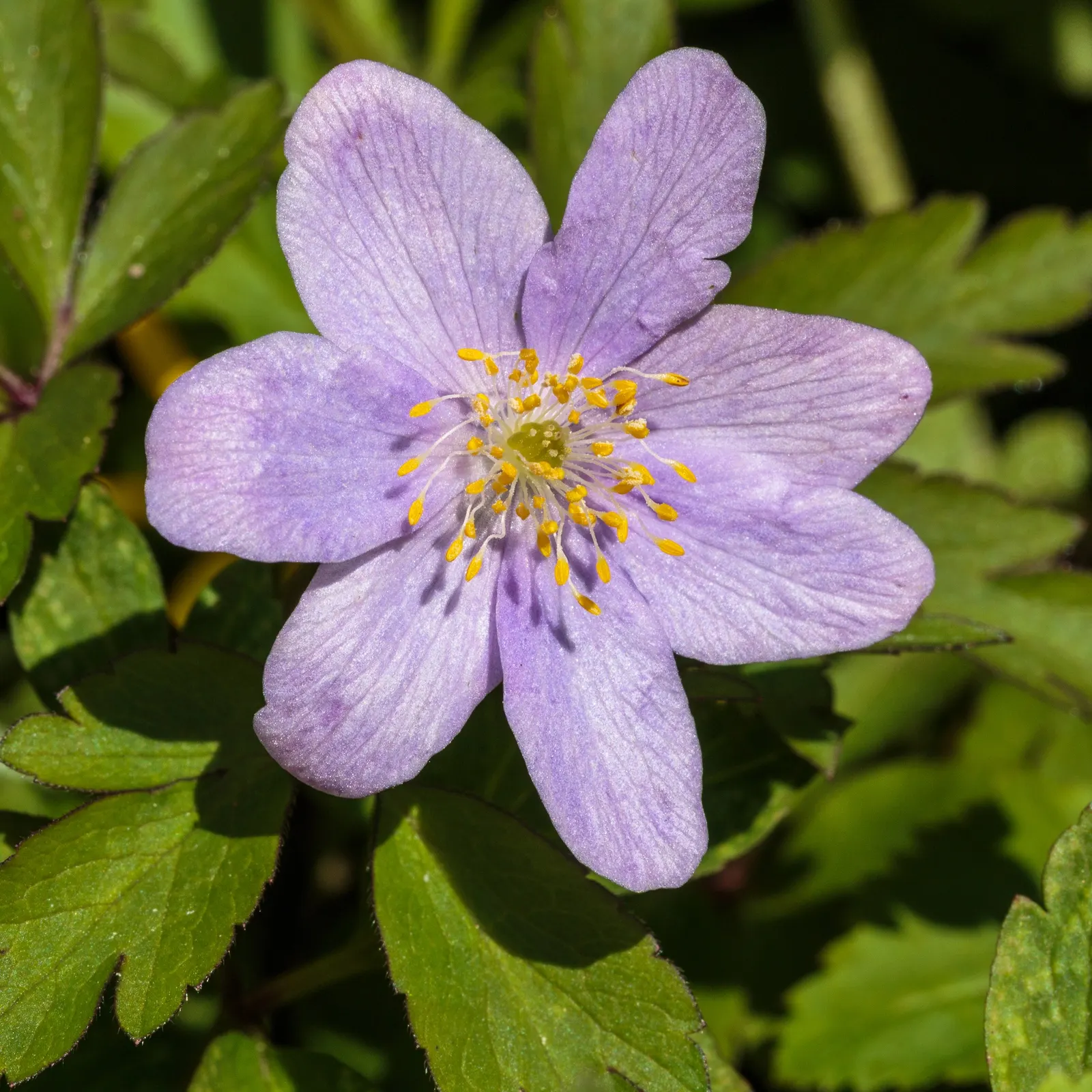 Windflower Or Greek Anemone (Anemone Blanda) — is a charming addition to any landscape design; it creates a lush carpet in spring, image 93
