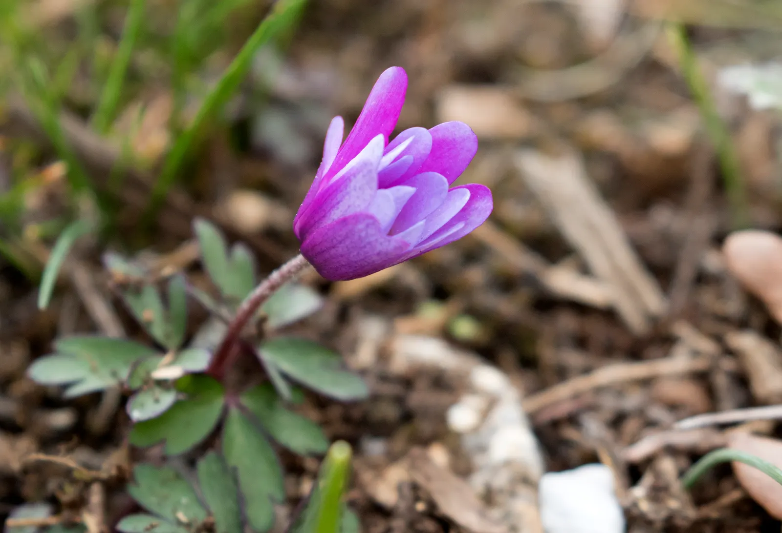 Windflower Or Greek Anemone (Anemone Blanda) — usually measuring 1 to 2 inches across; windflowers complement spring-blooming bulbs like tulips and daffodils