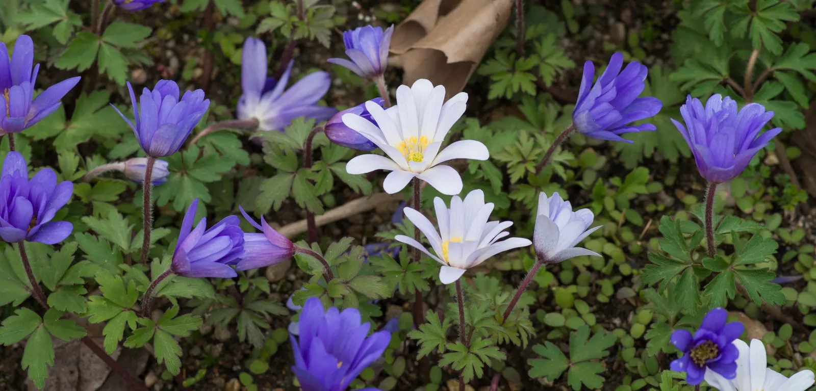 Windflower Or Greek Anemone (Anemone Blanda) — Exhibiting a vibrant display of daisy-like blooms in shades of blue