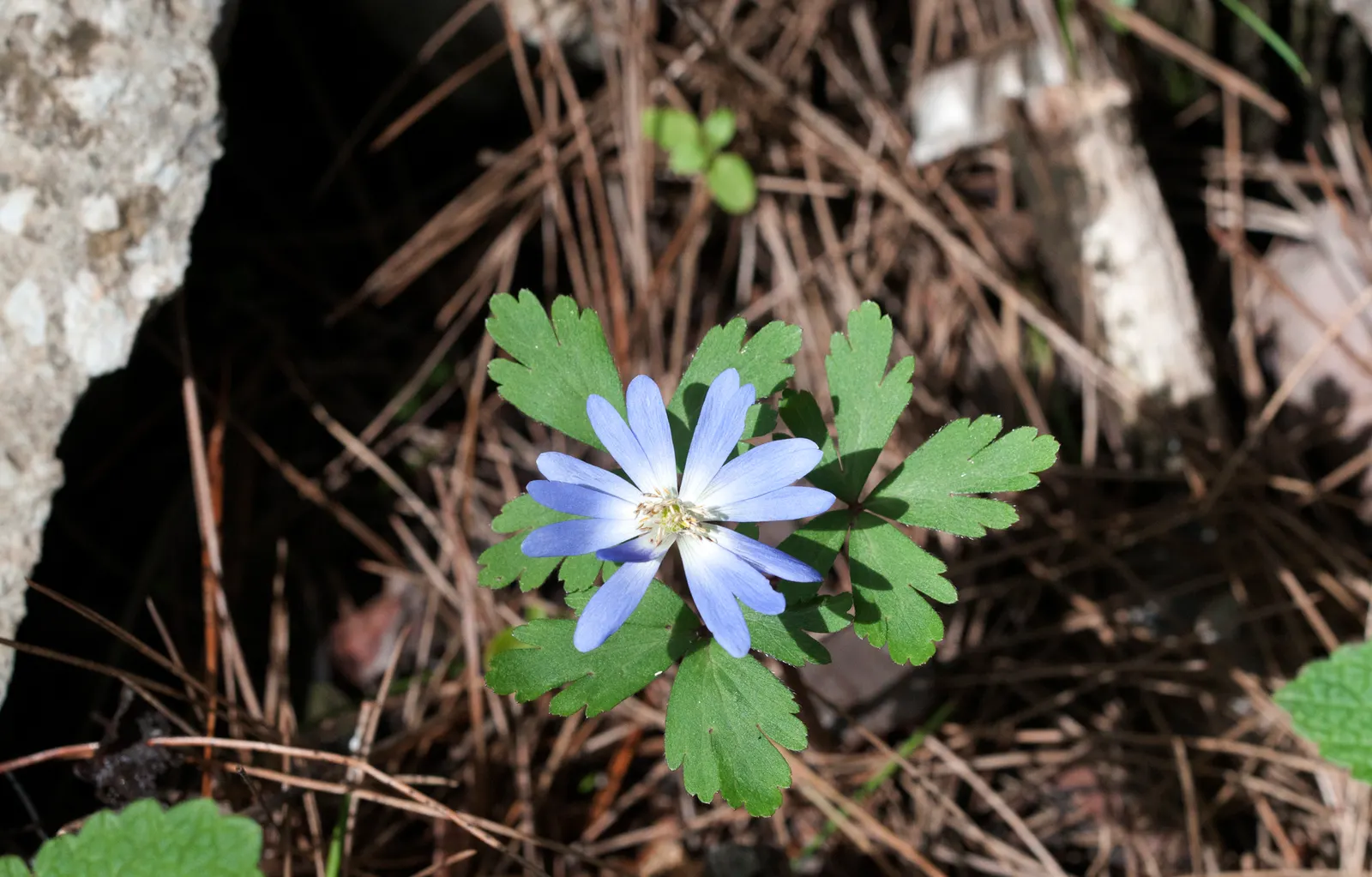 Windflower Or Greek Anemone (Anemone Blanda) — offering a gentle splash of color in early spring; this perennial is renowned for its daisy-like, image 66