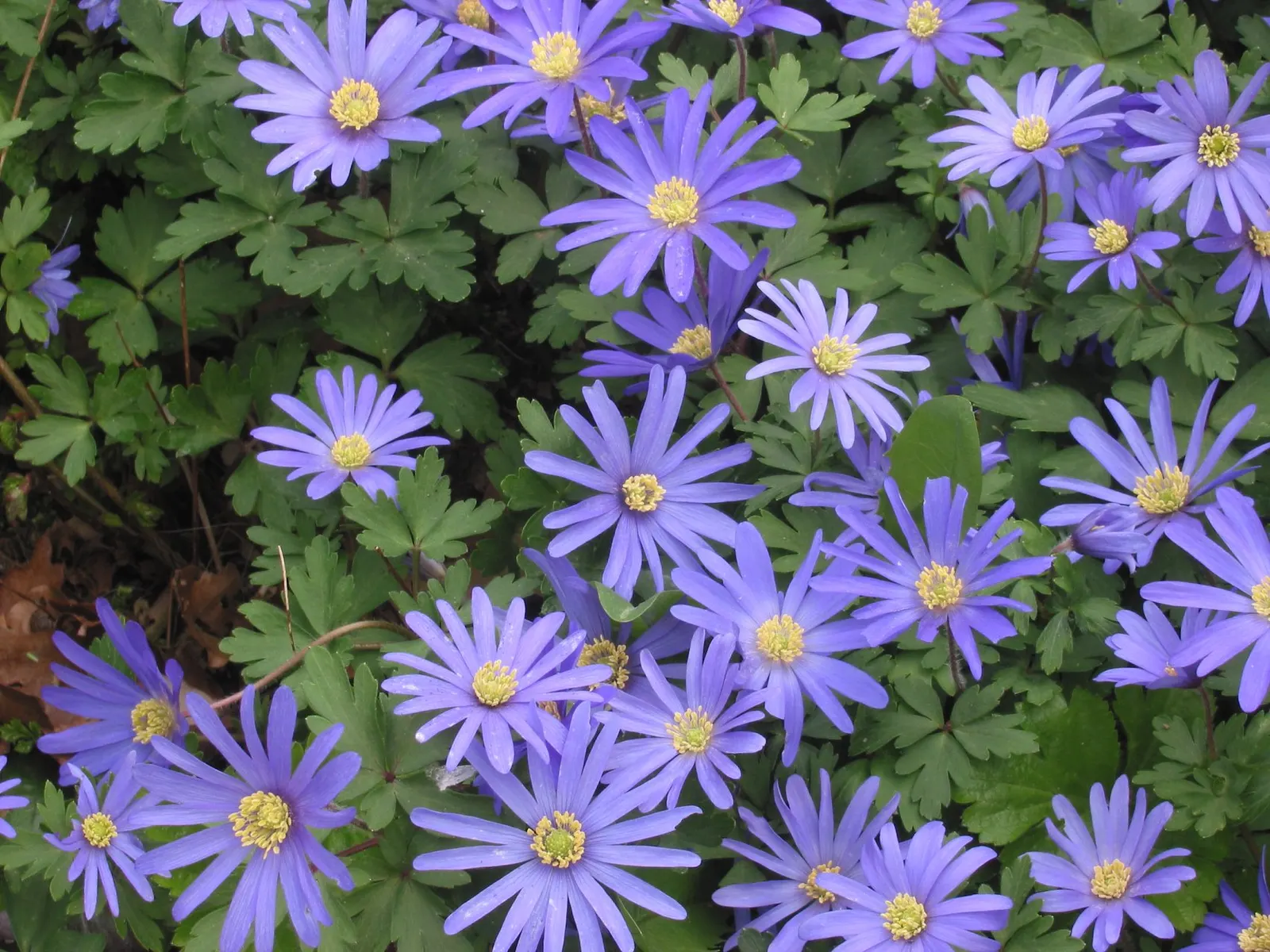 Windflower Or Greek Anemone (Anemone Blanda) — Ideal for rock gardens or as an underplanting; it creates a lush carpet in spring