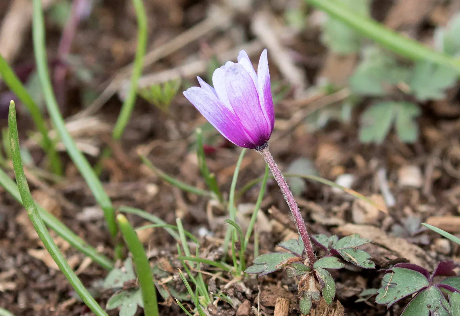Windflower Or Greek Anemone (Anemone Blanda) — It flourishes in full to partial sun within USDA zones 5-8, preferring well-draining soil; this perennial is