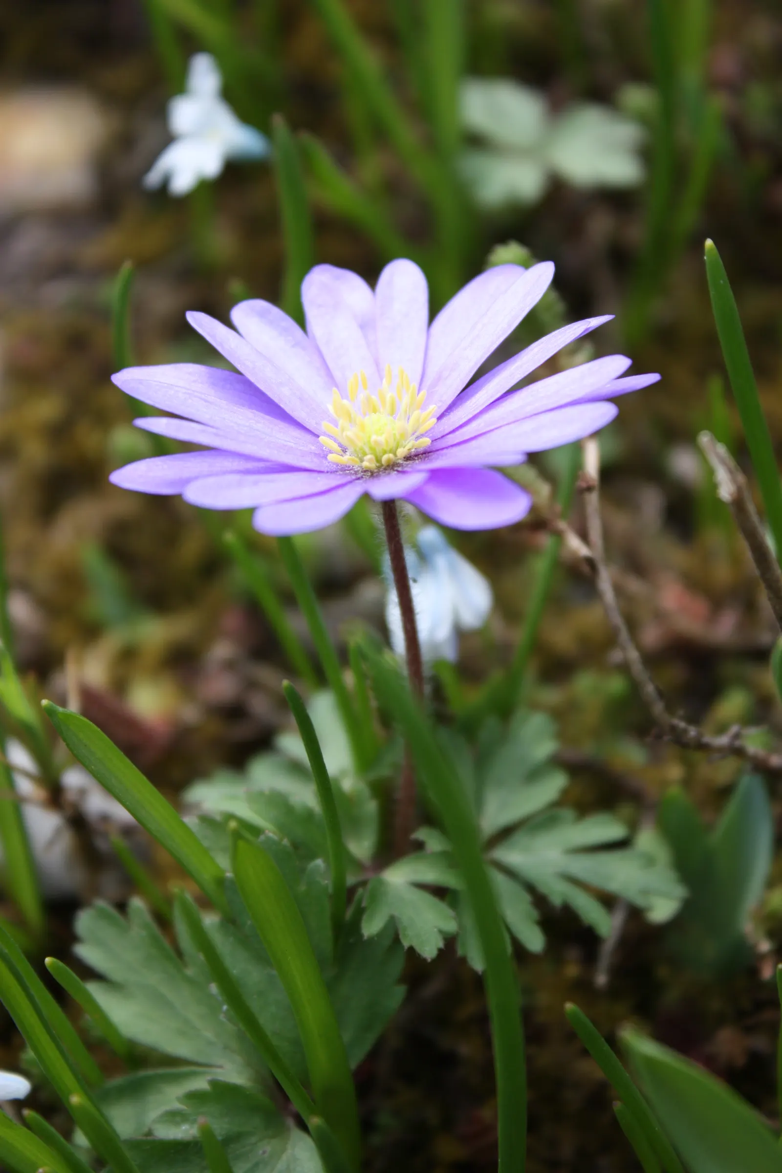 Windflower Or Greek Anemone (Anemone Blanda) — which makes it versatile for various garden spots; from full sun to partial shade, image 75