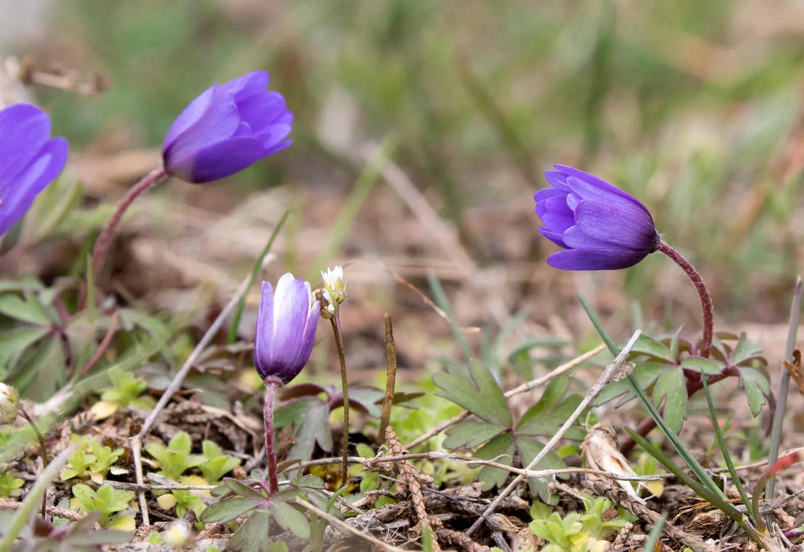 Windflower Or Greek Anemone (Anemone Blanda) — Anemone blanda, the Windflower or Grecian Anemone, is a charming perennial reaching 4-6 inches in, image 57