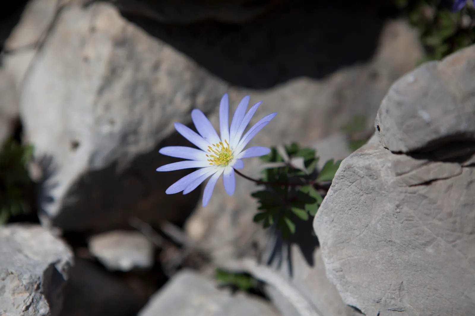 Windflower Or Greek Anemone (Anemone Blanda) — This perennial is renowned for its daisy-like flowers; from full sun to partial shade, image 123