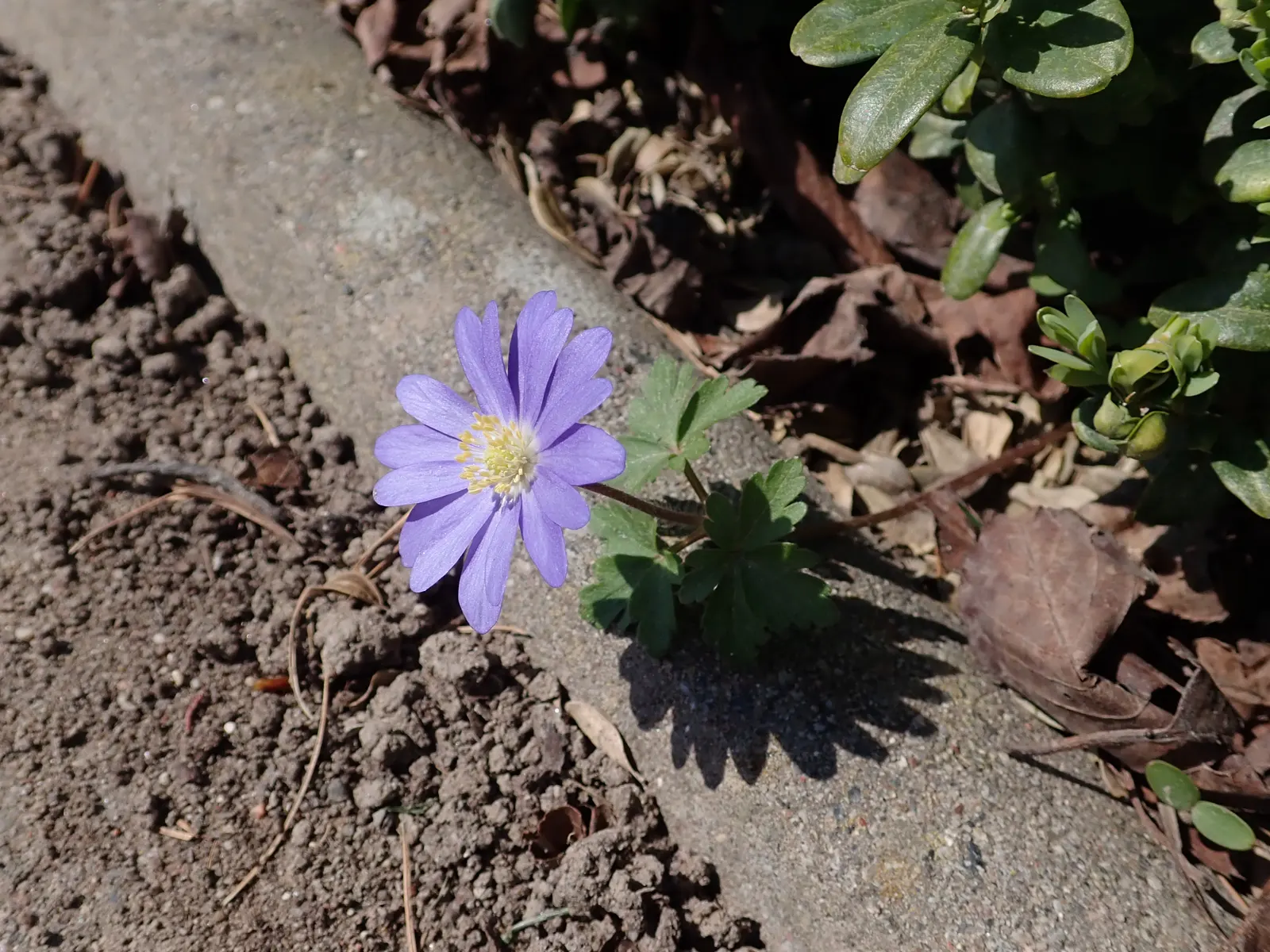 Windflower Or Greek Anemone (Anemone Blanda) — Anemone blanda, the Windflower or Grecian Anemone, is a charming perennial reaching 4-6 inches in height; it