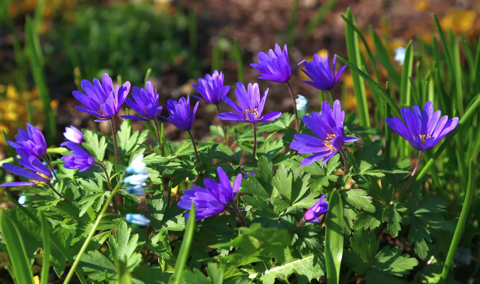 Windflower Or Greek Anemone (Anemone Blanda) — offering a low-maintenance option with moderate drought tolerance; from full sun to partial shade, image 63