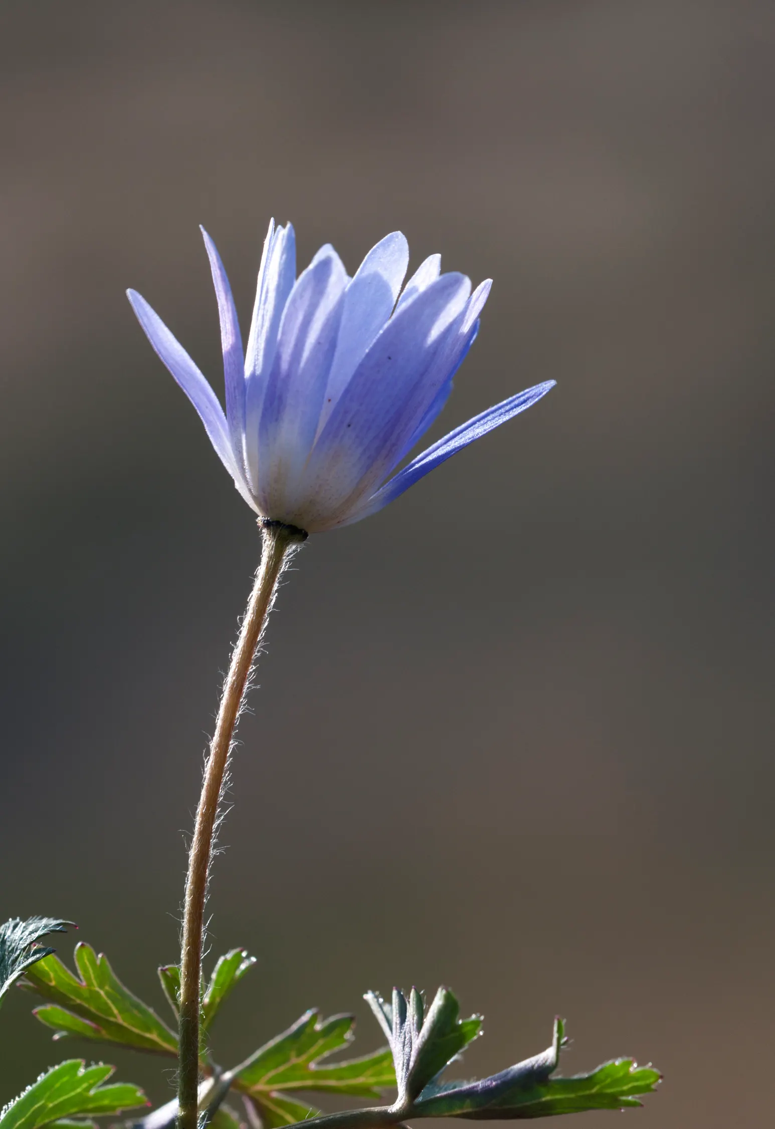 Windflower Or Greek Anemone (Anemone Blanda) — the Anemone blanda creates an enchanting ground cover that's excellent for borders; it creates a, image 105