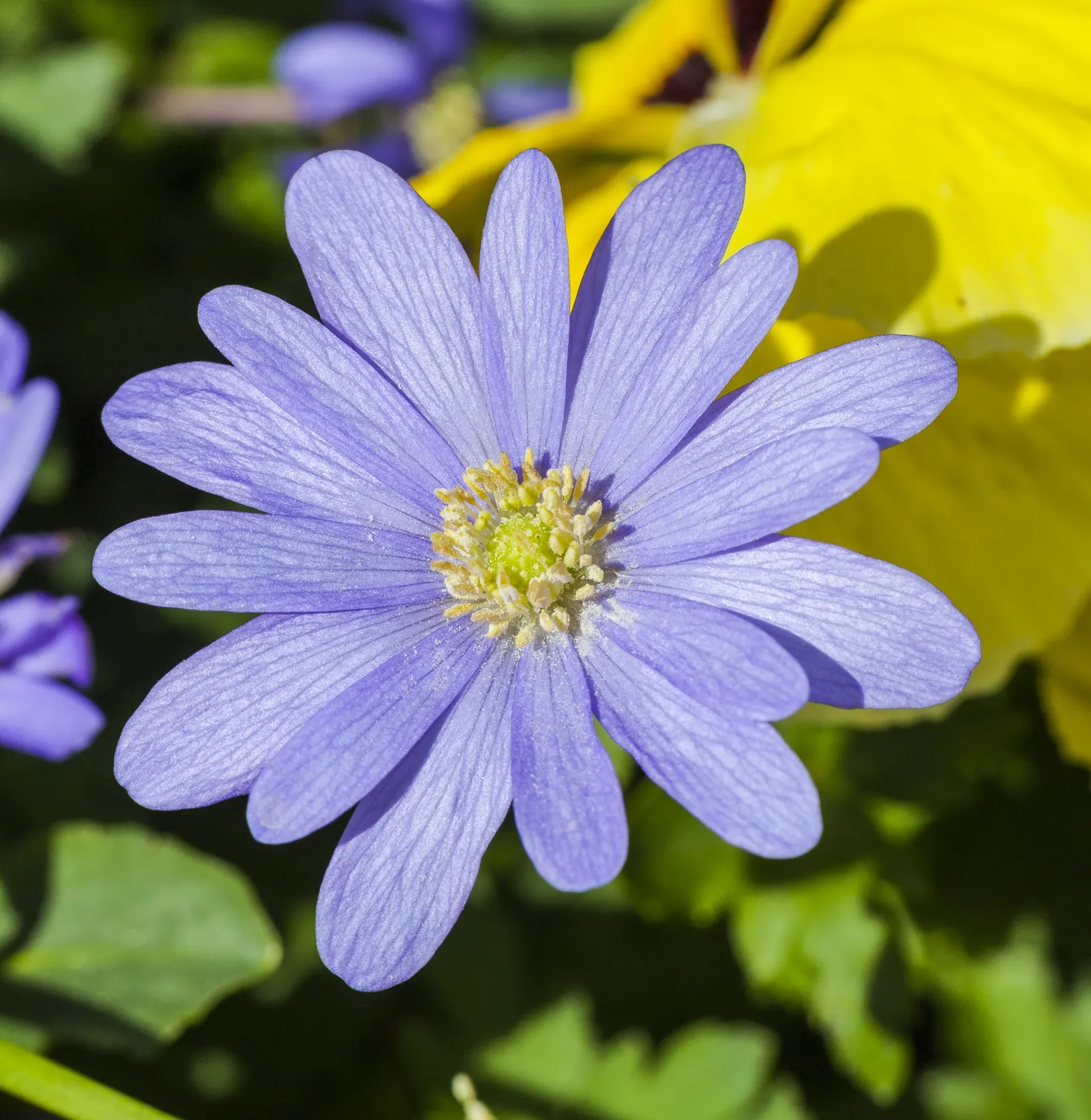 Windflower Or Greek Anemone (Anemone Blanda) — that come in a delightful range of hues including blue