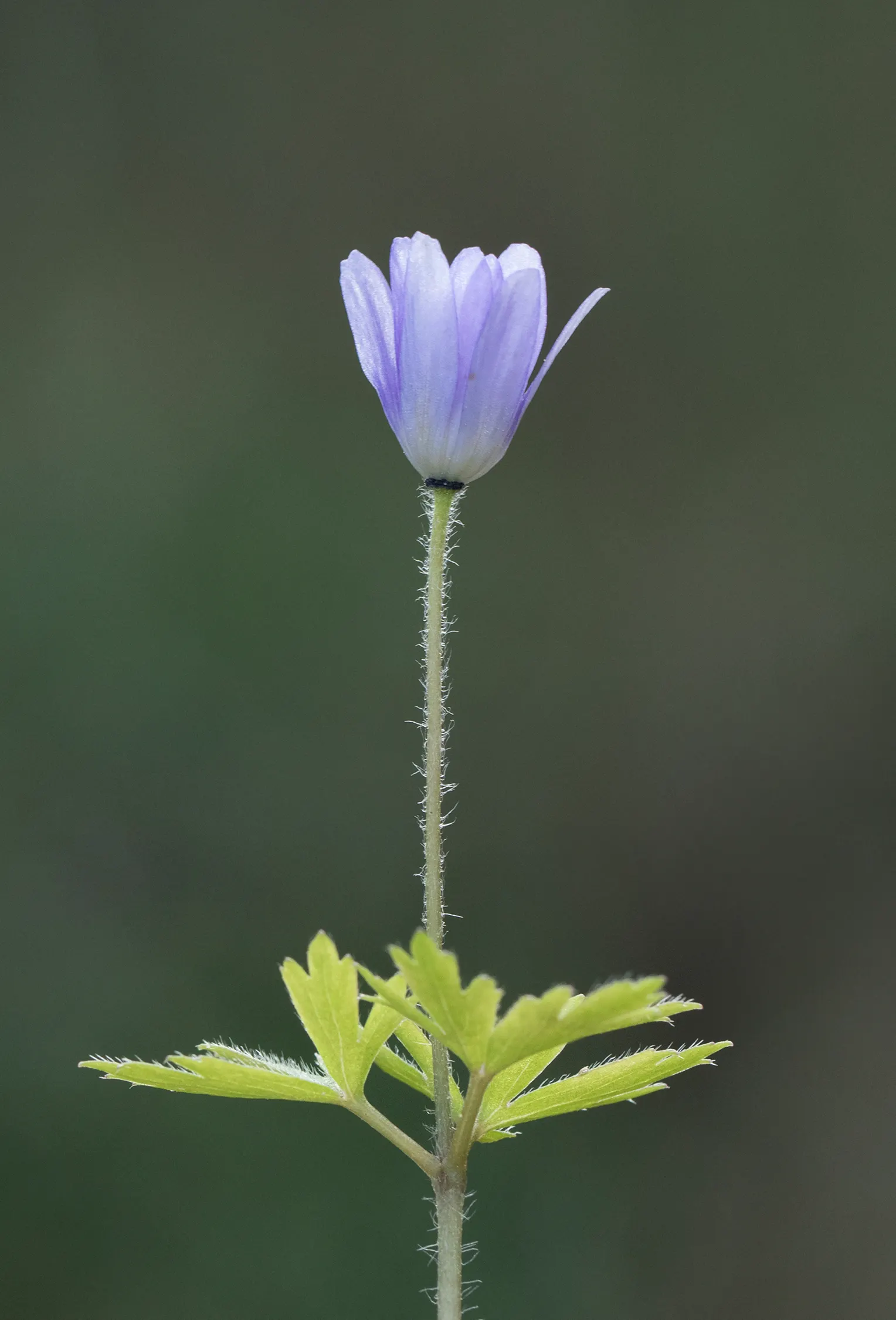 Windflower Or Greek Anemone (Anemone Blanda) — usually measuring 1 to 2 inches across; windflowers complement spring-blooming bulbs like tulips and, image 124