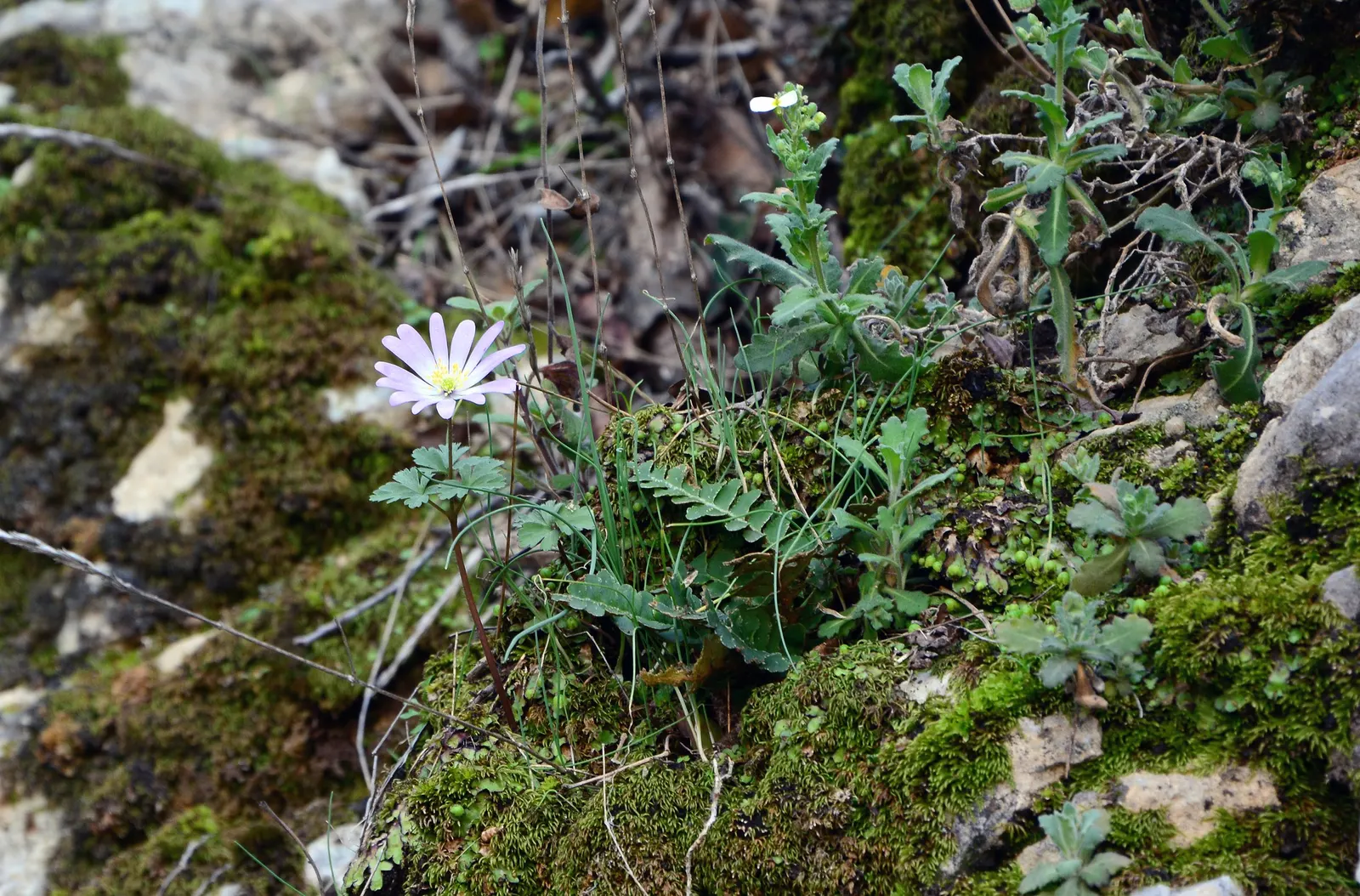 Windflower Or Greek Anemone (Anemone Blanda) — For a striking visual display, plant the tubers about 3 inches apart at a depth of 2 to 3 inches, image 107