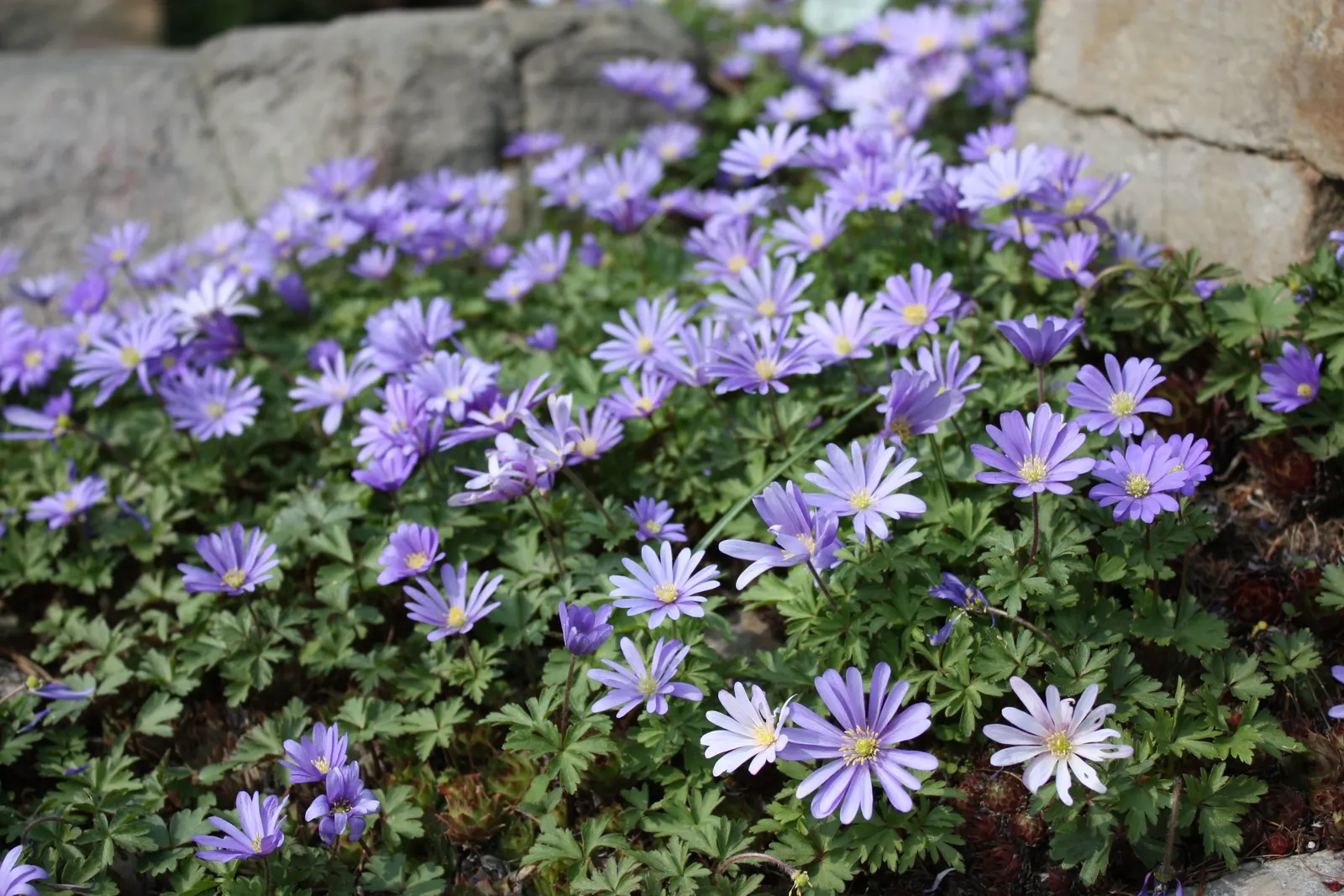 Windflower Or Greek Anemone (Anemone Blanda) — perennial with purple blooms; from full sun to partial shade, image 111