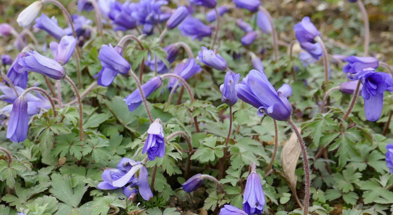 Windflower Or Greek Anemone (Anemone Blanda) — Ideal for rock gardens or as an underplanting