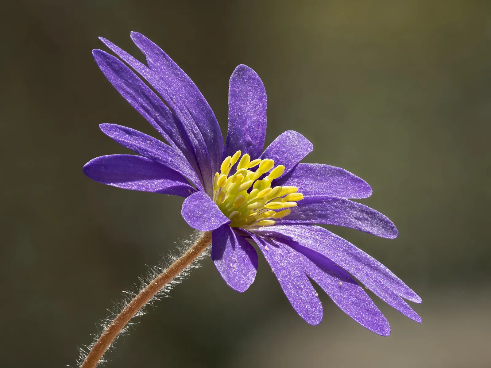 Windflower Or Greek Anemone (Anemone Blanda) — is a charming addition to any landscape design; it creates a lush carpet in spring, image 65