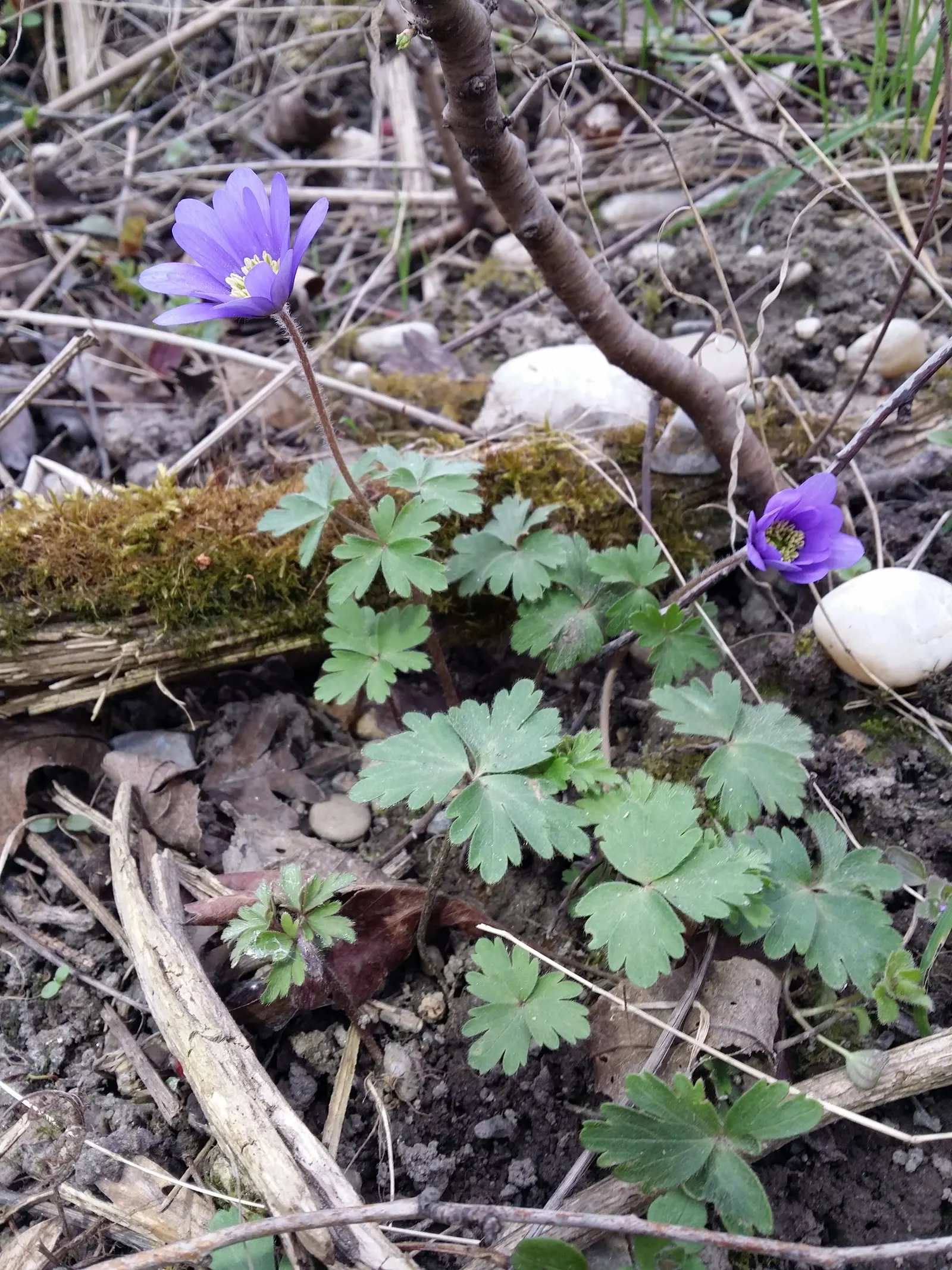 Windflower Or Greek Anemone (Anemone Blanda) — They require little maintenance once established
