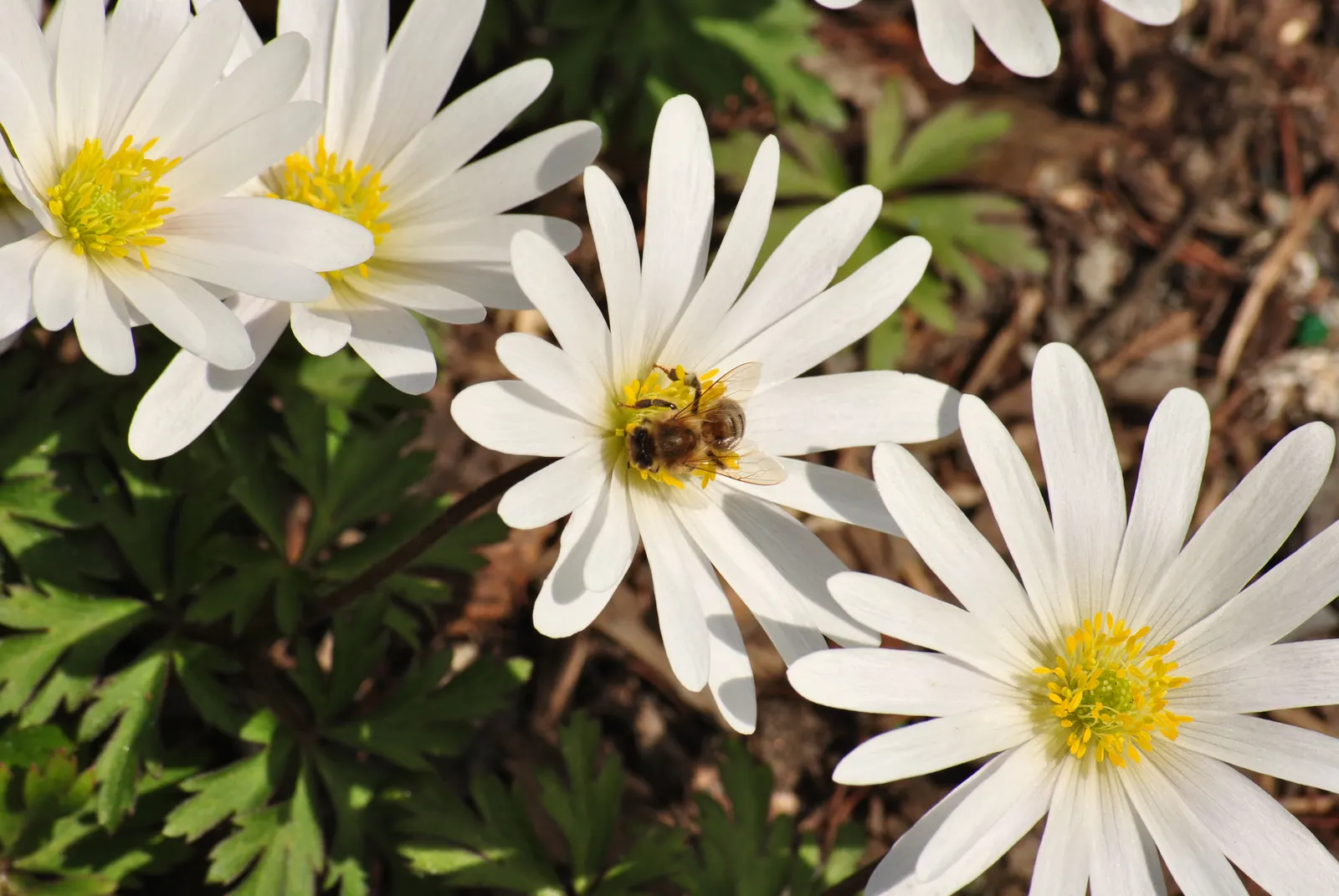 Windflower Or Greek Anemone (Anemone Blanda) — the Windflower thrives in well-drained soil; from full sun to partial shade, image 71