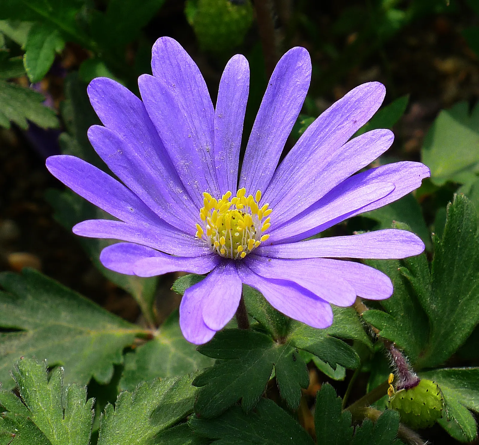 Windflower Or Greek Anemone (Anemone Blanda) — and pink.<br><br>Flourishing in USDA hardiness zones 5 through 8; this perennial is renowned for its daisy-like