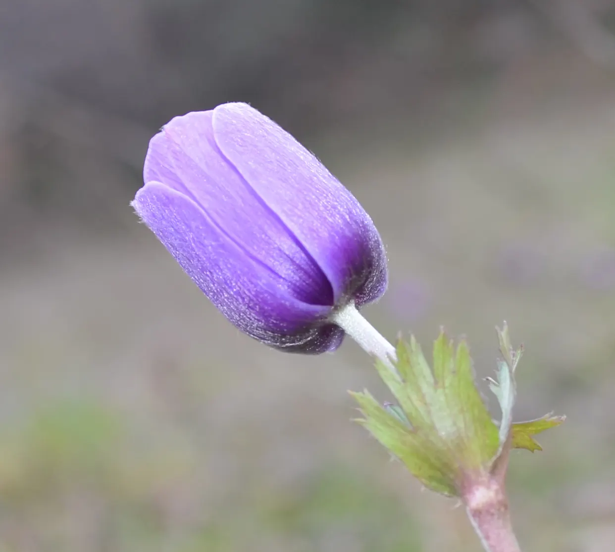 Windflower Or Greek Anemone (Anemone Blanda) — with an optimal pH range of 5.5 to 7.5; windflowers complement spring-blooming bulbs like tulips and, image 100