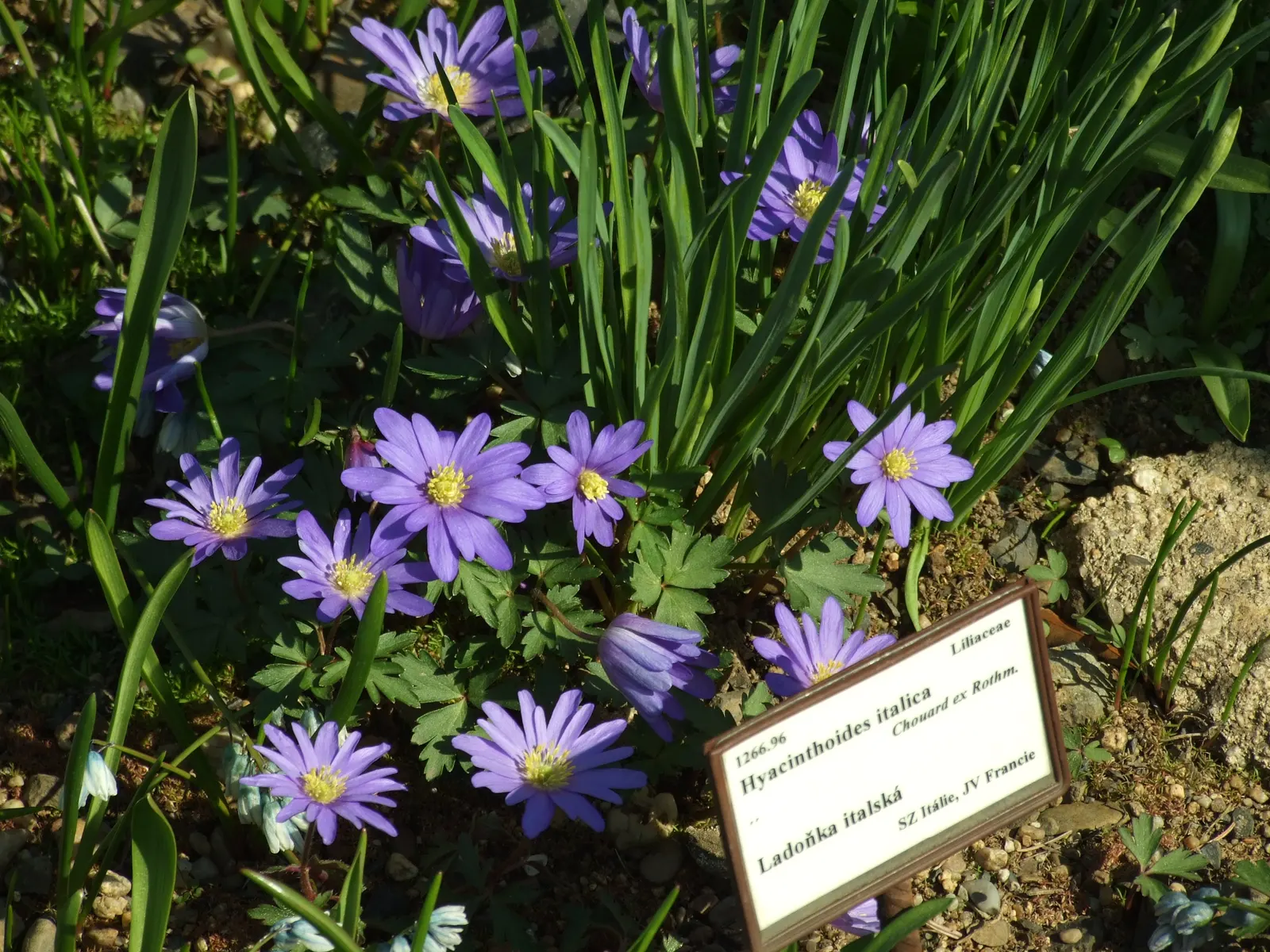 Windflower Or Greek Anemone (Anemone Blanda) — offering a low-maintenance option with moderate drought tolerance; from full sun to partial shade