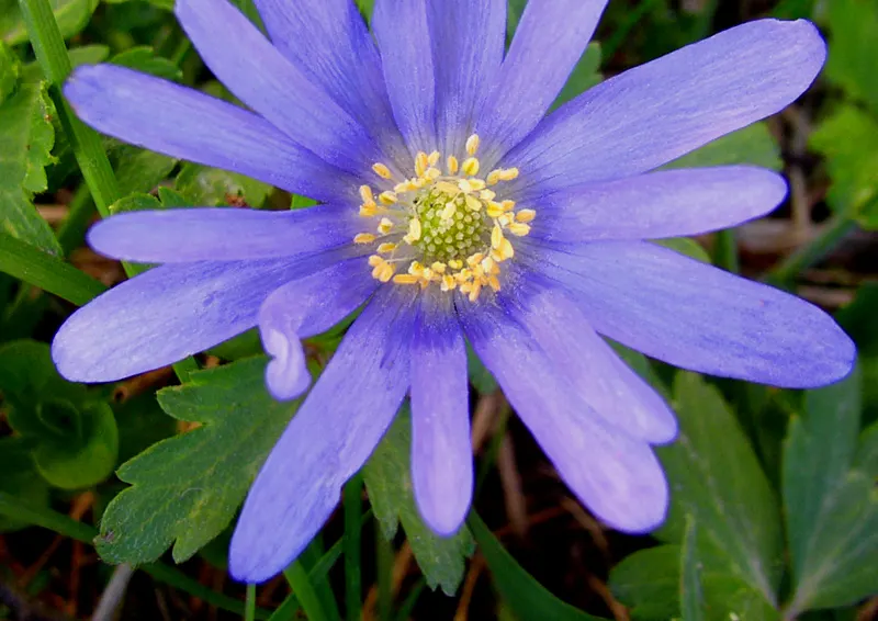 Windflower Or Greek Anemone (Anemone Blanda) — It flourishes in full to partial sun within USDA zones 5-8, preferring well-draining soil; this, image 86
