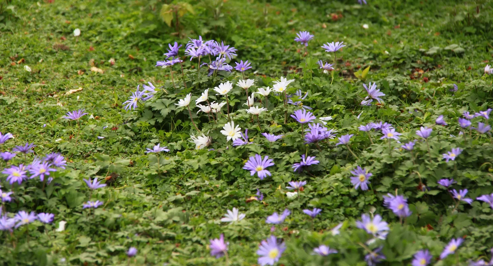 Windflower Or Greek Anemone (Anemone Blanda) — Windflowers complement spring-blooming bulbs like tulips and daffodils; it creates a lush carpet in spring