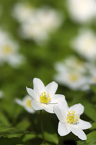 Windflower Or Greek Anemone (Anemone Blanda) — from full sun to partial shade; this perennial is renowned for its daisy-like flowers