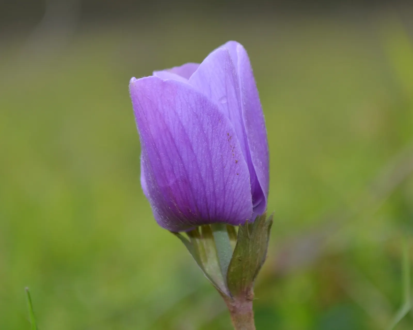 Windflower Or Greek Anemone (Anemone Blanda) — which makes it versatile for various garden spots; from full sun to partial shade